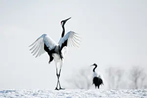 Japonensis: Red-crowned Crane