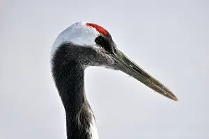 Japonensis: Red-crowned Crane