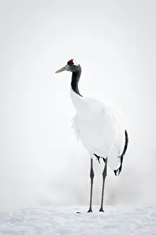 Gruidae: Red-crowned Crane