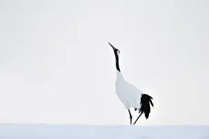 Gruidae: Red-crowned Crane