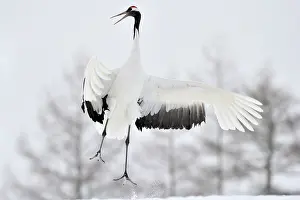 Gruidae: Red-crowned Crane