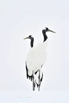Gruidae: Red-crowned Crane