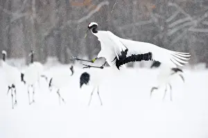 Gruidae: Red-crowned Crane