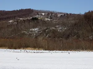 Hokkaido: Red-crowned Crane