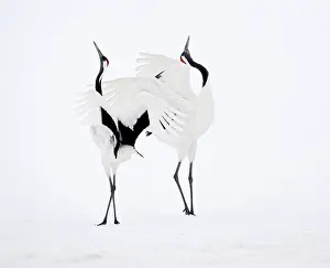 Hokkaido: Red-crowned Crane