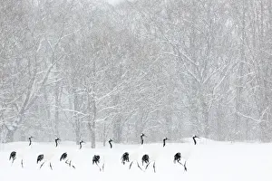 Snowfall: Red-crowned Crane