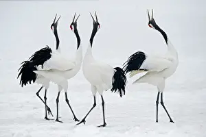 Dancing: Red-crowned Crane