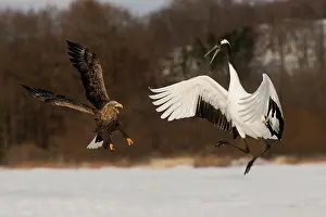 Attack: Red-crowned Crane