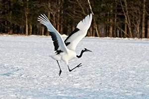 Japonensis: Red-crowned Crane - adult running to take off