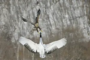 Attacked: Red-crowned Crane attacking Eagle