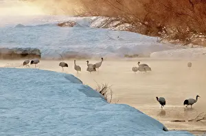 Japonensis: Red-crowned Crane - group in early morning light