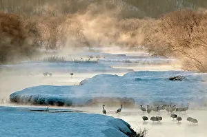 Japonensis: Red-crowned Crane - group in early morning light
