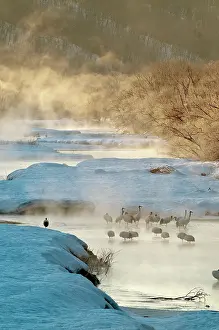Japonensis: Red-crowned Crane - group in early morning light