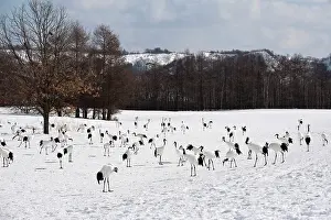 Japonensis: Red-crowned Crane - group on wintering ground