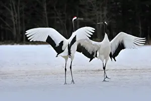 Rituals: Red-crowned Crane / Japanese Crane / Manchurian