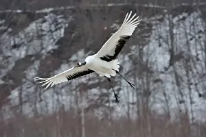 Japonensis: Red-crowned Crane / Japanese Crane / Manchurian