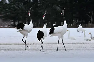 Rituals: Red-crowned Crane / Japanese Crane / Manchurian