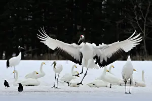 Japonensis: Red-crowned Crane / Japanese Crane / Manchurian