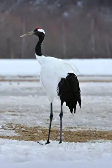 Japonensis: Red-crowned Crane / Japanese Crane / Manchurian