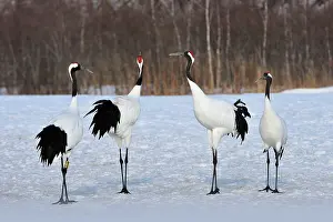 Japonensis: Red-crowned Crane / Japanese Crane / Manchurian