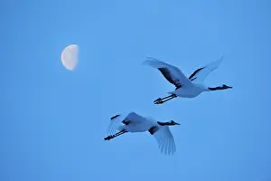 Japonensis: Red-crowned Crane / Japanese Crane / Manchurian