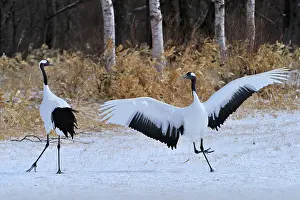 Japonensis: Red-crowned Crane / Japanese Crane / Manchurian