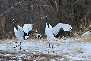Rituals: Red-crowned Crane / Japanese Crane / Manchurian
