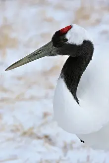 Japonensis: Red-crowned Crane / Japanese Crane / Manchurian