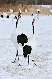 Rituals: Red-crowned Crane / Japanese Crane / Manchurian