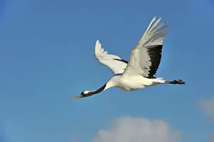 Japonensis: Red-crowned Crane / Japanese Crane / Manchurian
