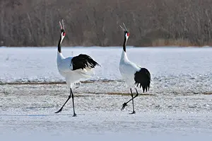 Rituals: Red-crowned Crane / Japanese Crane / Manchurian