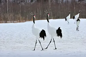 Rituals: Red-crowned Crane / Japanese Crane / Manchurian