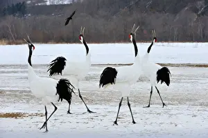Rituals: Red-crowned Crane / Japanese Crane / Manchurian