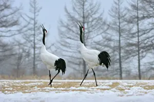 Rituals: Red-crowned Crane / Japanese Crane / Manchurian