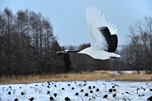 Japonensis: Red-crowned Crane / Japanese Crane / Manchurian
