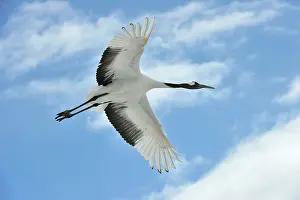 Japonensis: Red-crowned Crane / Japanese Crane / Manchurian
