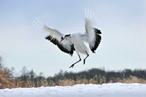 Japonensis: Red-crowned Crane / Japanese Crane / Manchurian