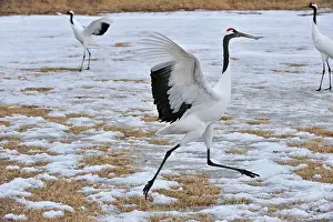 Rituals: Red-crowned Crane / Japanese Crane / Manchurian