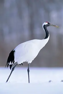 Kushiro: Red-crowned Crane - Kushiro Shitsugen National Park