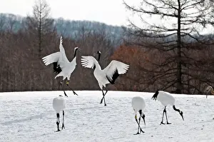 Japonensis: Red-crowned Crane - pair displaying