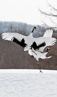 Japonensis: Red-crowned Crane - pair displaying