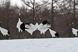 Japonensis: Red-crowned Crane - pair displaying