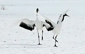 Japonensis: Red-crowned Crane - pair displaying
