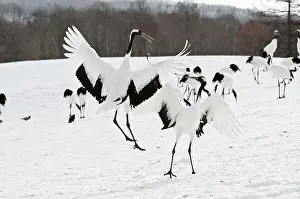 Japonensis: Red-crowned Crane - pair displaying