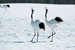 Japonensis: Red-crowned Crane - pair displaying