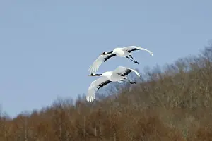 Japonensis: Red-crowned Cranes