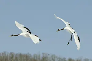 Japonensis: Red-crowned Cranes