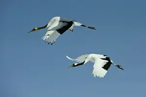 Japonensis: Red-crowned Cranes