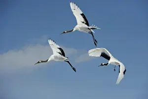 Japonensis: Red-crowned Cranes