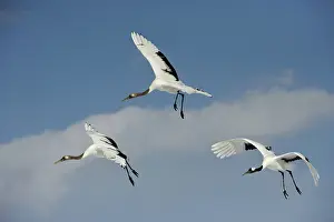 Japonensis: Red-crowned Cranes